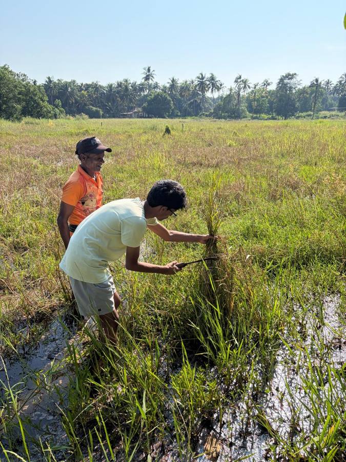 Vihaan cutting paddy by hand in a field beside a farmer